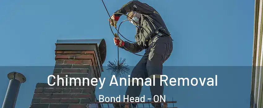 Chimney Animal Removal Bond Head - ON