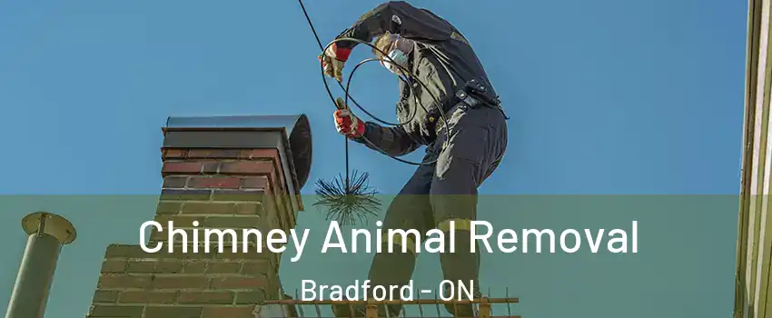 Chimney Animal Removal Bradford - ON