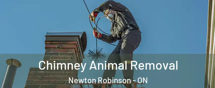 Chimney Animal Removal Newton Robinson - ON