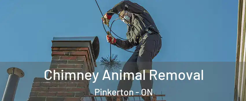 Chimney Animal Removal Pinkerton - ON